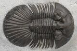 Scabriscutellum Trilobite - Nice Shell Detail #230481-1